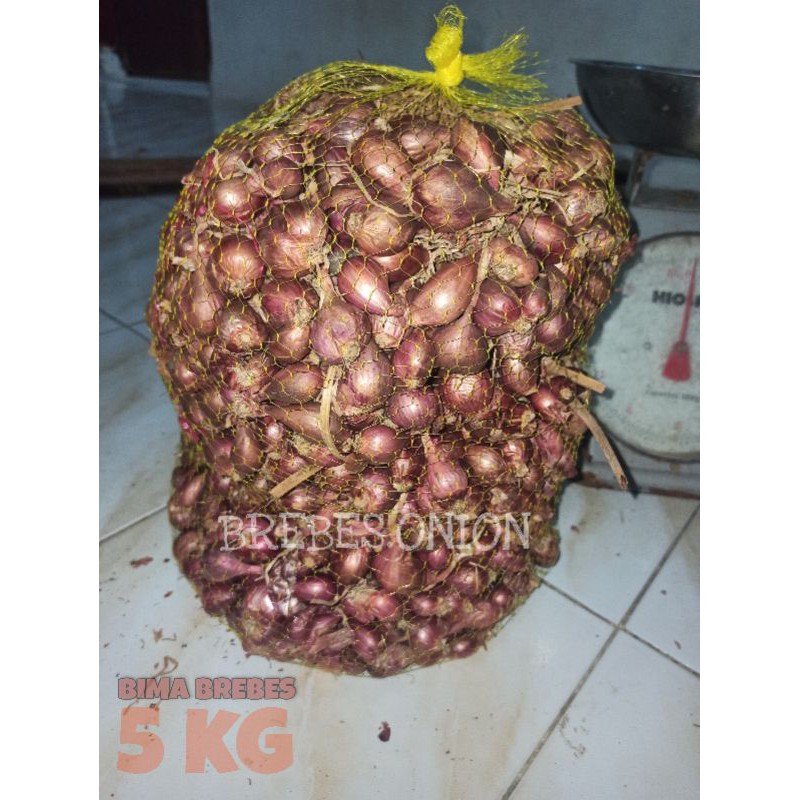 Bibit bawang merah asli Brebes 5 kg