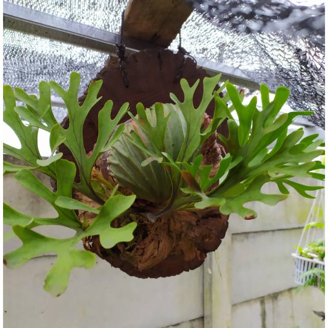 Tanduk Rusa Platycerium Ridleyii