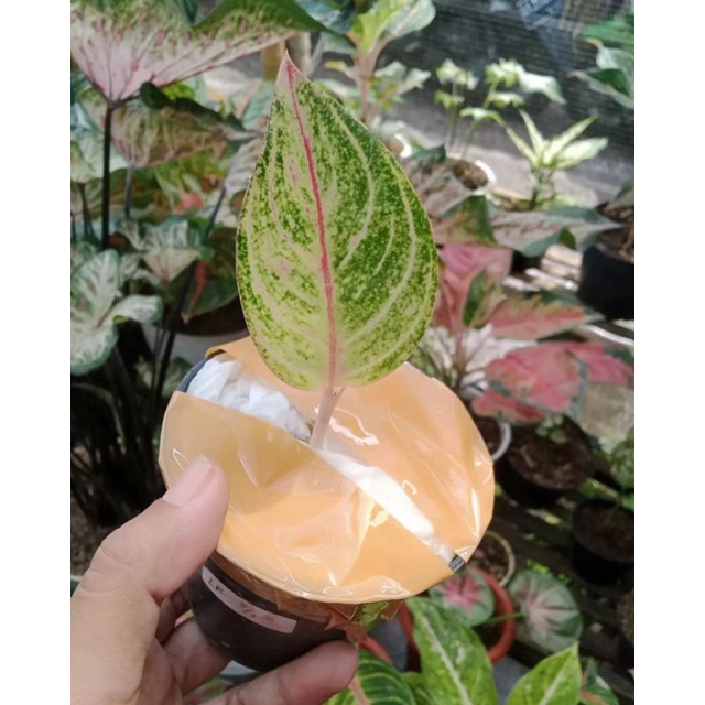 Baby Aglonema Romantic Love