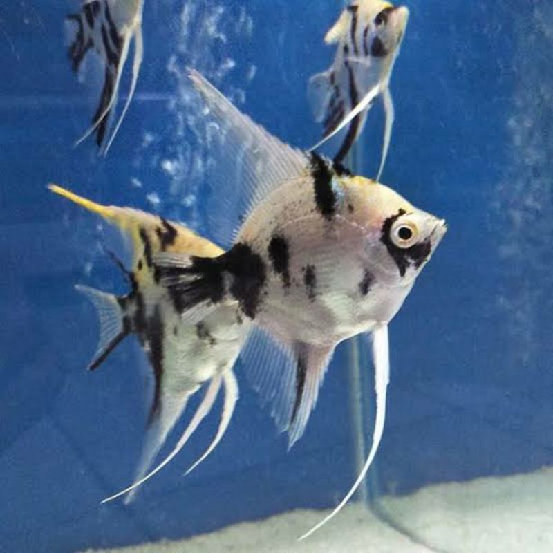 Ikan Manfish/ Ikan layang-layang/ Angelfish