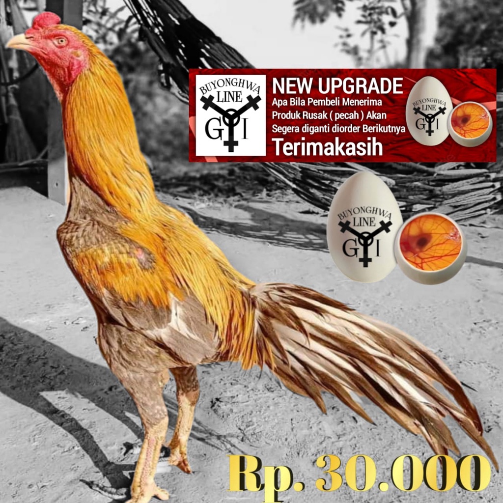 Bibit Ayam Bangkok Thailand ekor lidi hias telur siap tetas tipe A28 kelabu wangkas