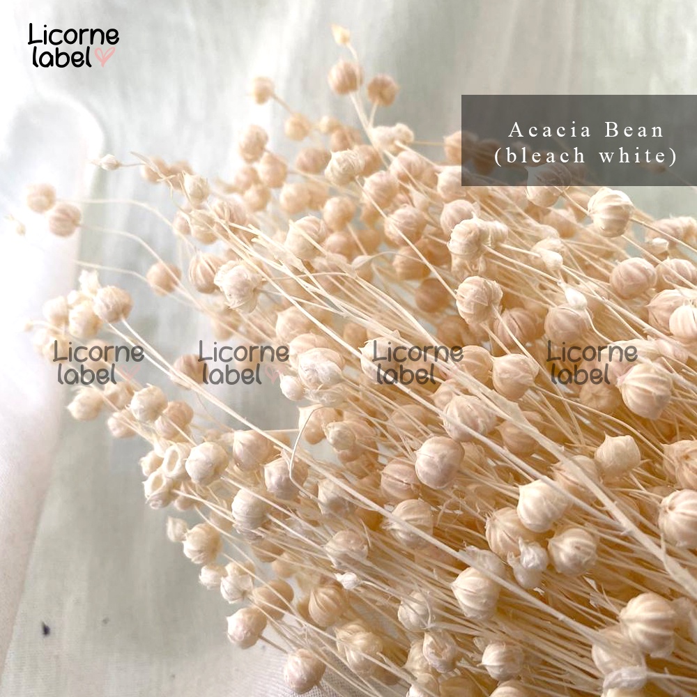 [ecer] acacia bean dried / preserved flower - bunga kering hias rustic - tanaman asli