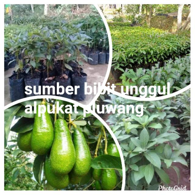 bibit alpukat pluwang