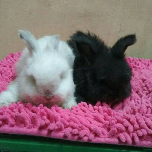 Kelinci English Anggora