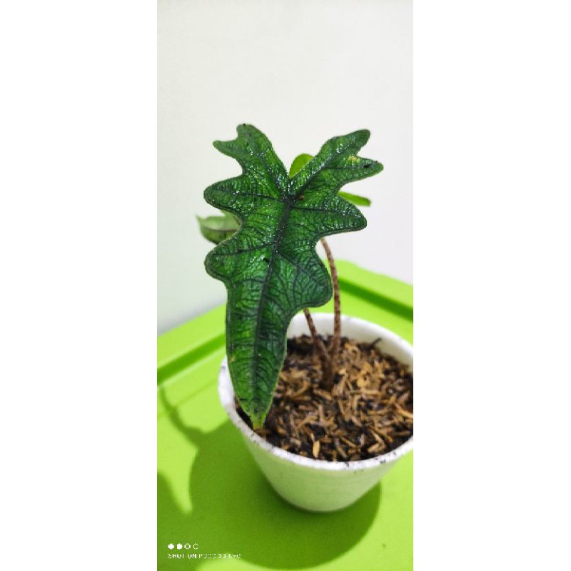 Alocasia Jacklyn