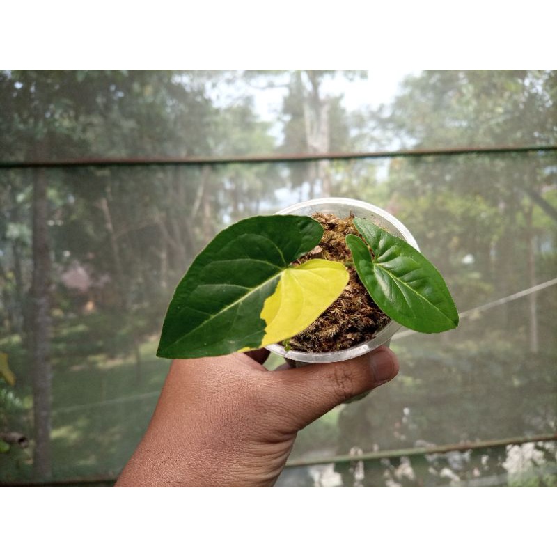 Syngonium varigata kuning