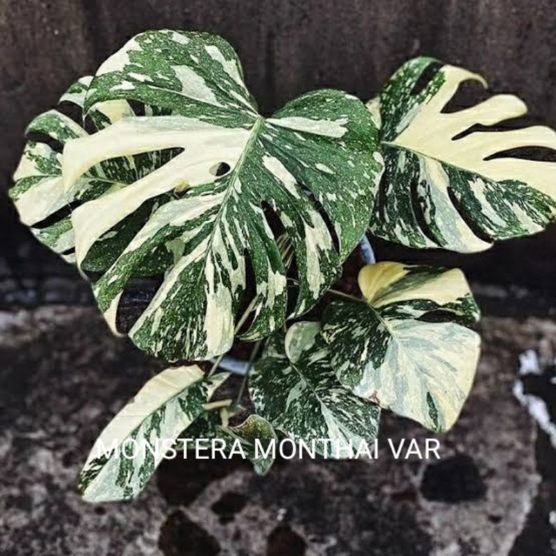 bibit bonggol MONSTERA MONTHAI KING VARIEGATA