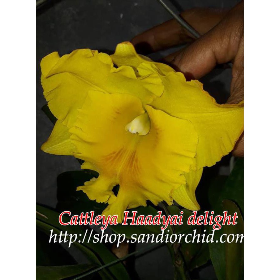 Cattleya Blc Haadyai Delight