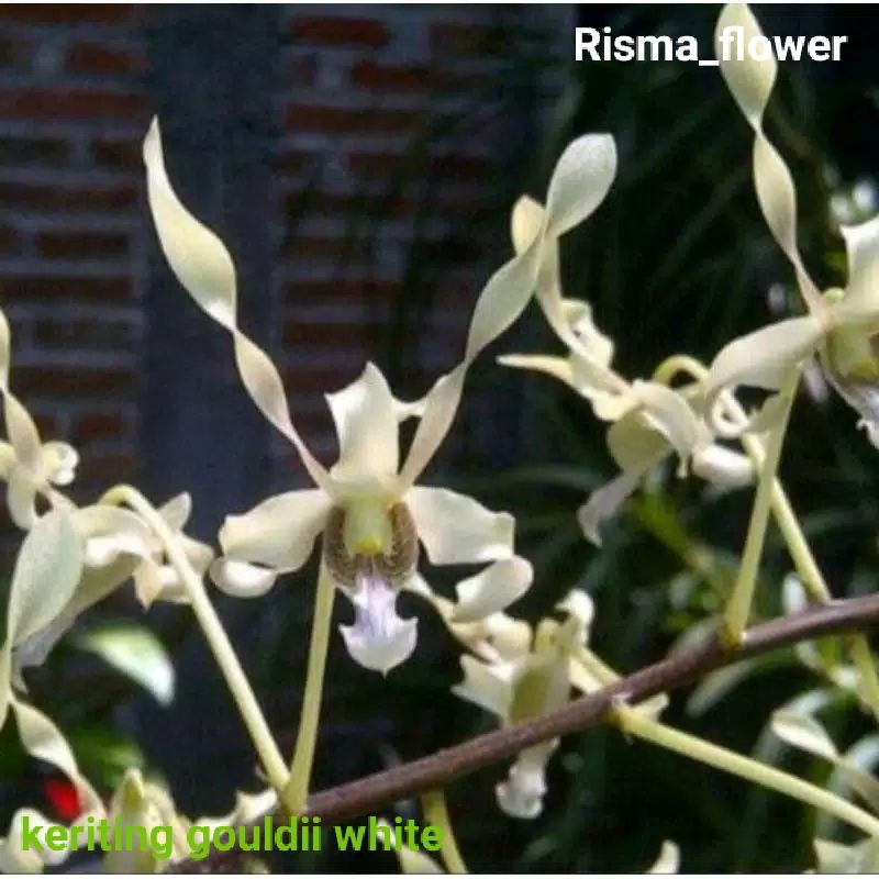 POHON ANGGREK DENDROBIUM KERITING GOULDII WHITE / TANAMAN HIAS