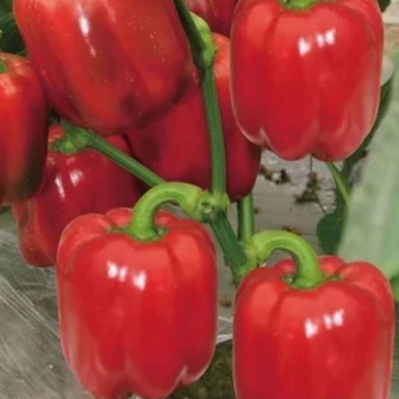 4 Benih Paprika Merah F1 Red Star Sayuran Unggul Known You Seed - Bibit Tanaman Sayur