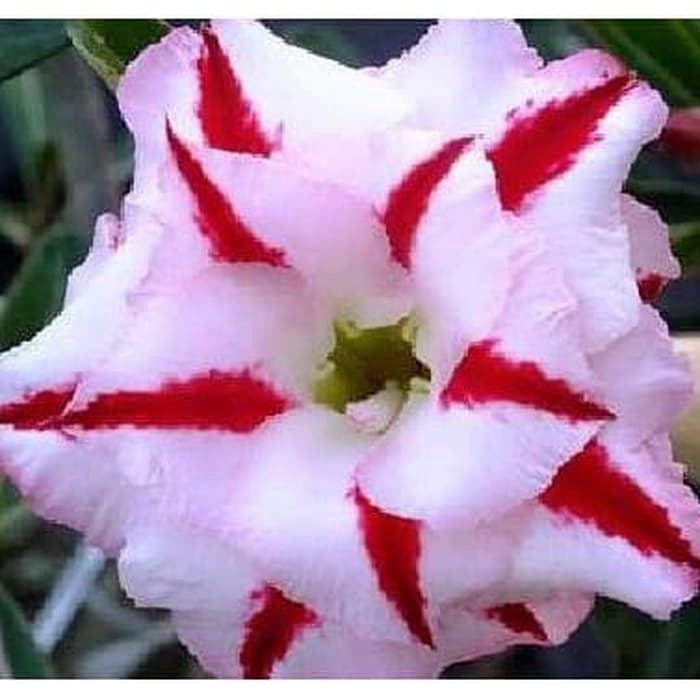 

NEW!! bibit bunga Kamboja adenium Jepang (PRINCESS ATHEA)