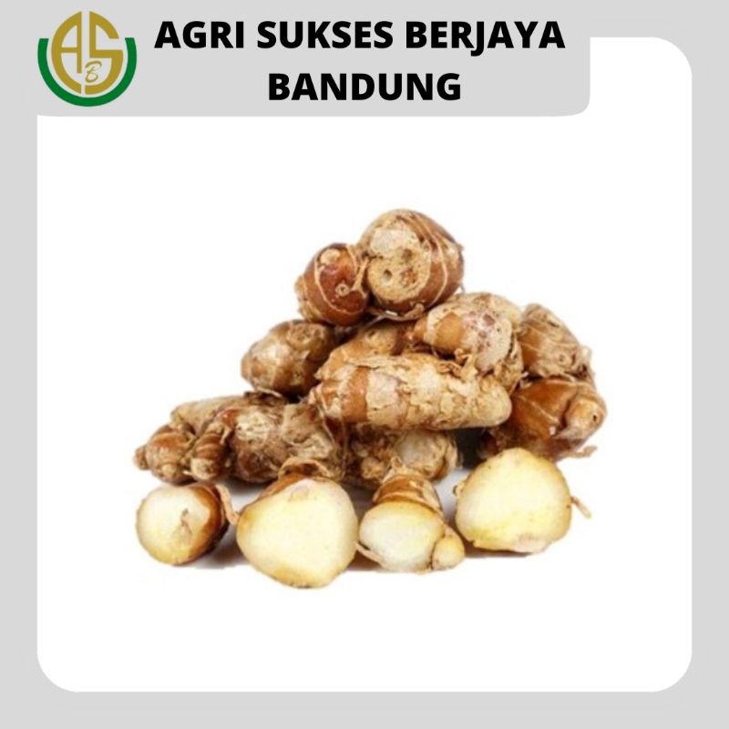 

KENCUR / CIKUR / GALANGAL
