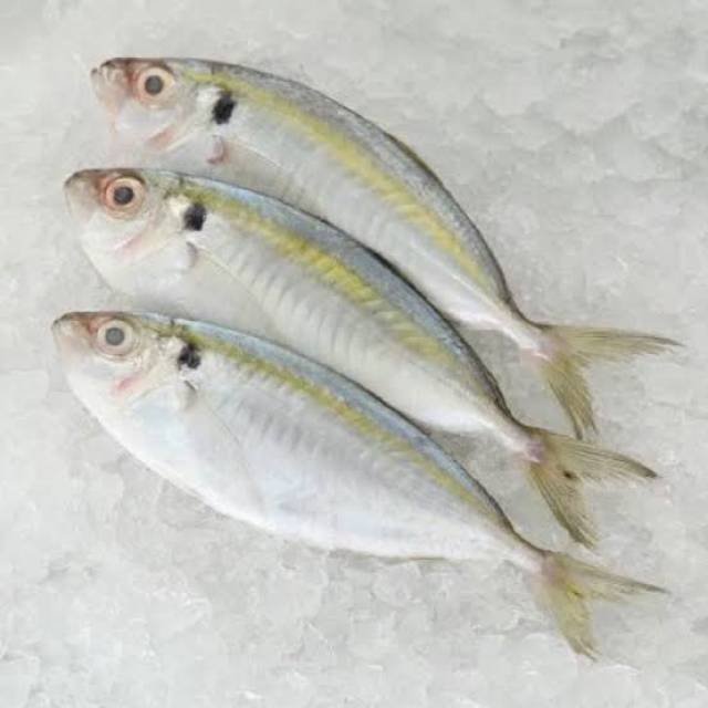 

Ikan selar