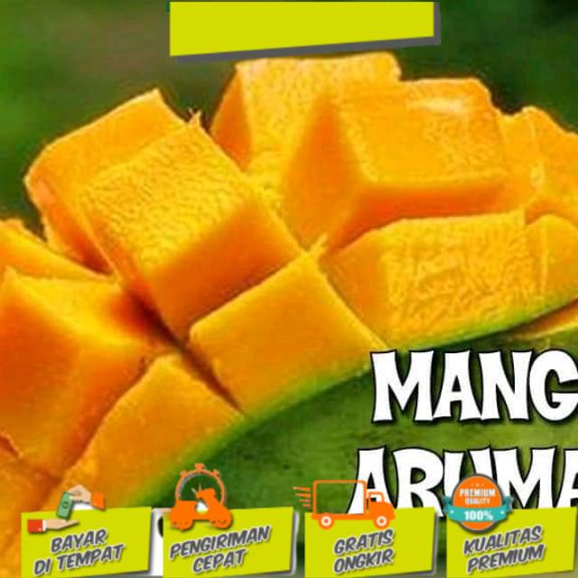 bibit mangga arumanis