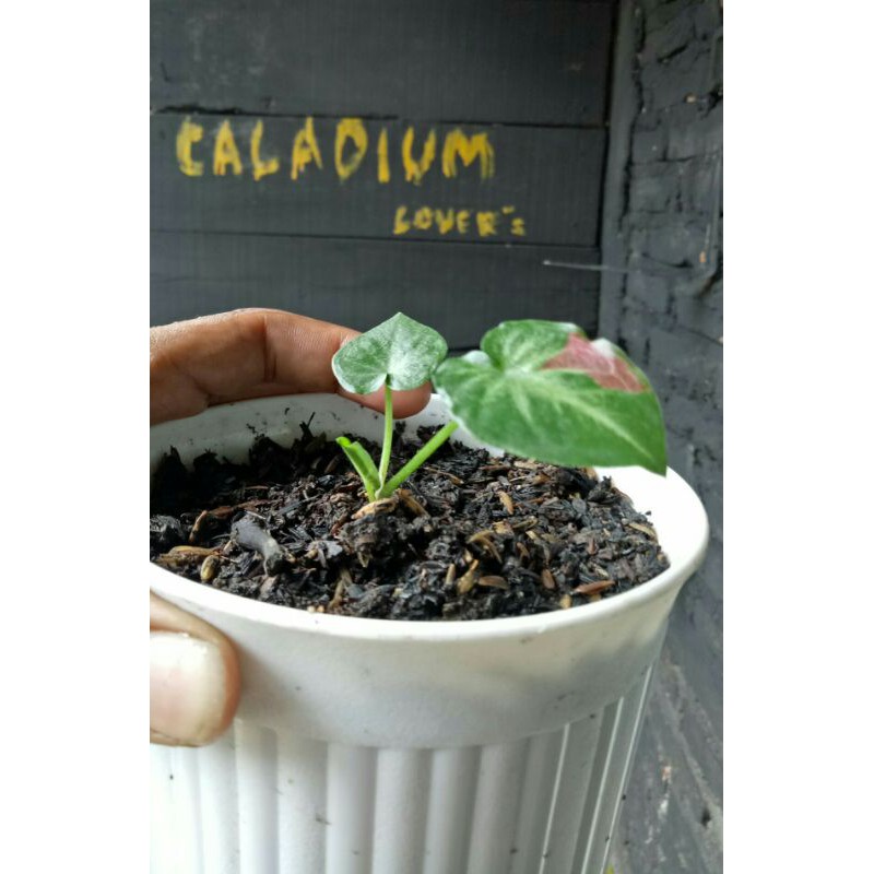 shycool (tumpah cat)  anakan