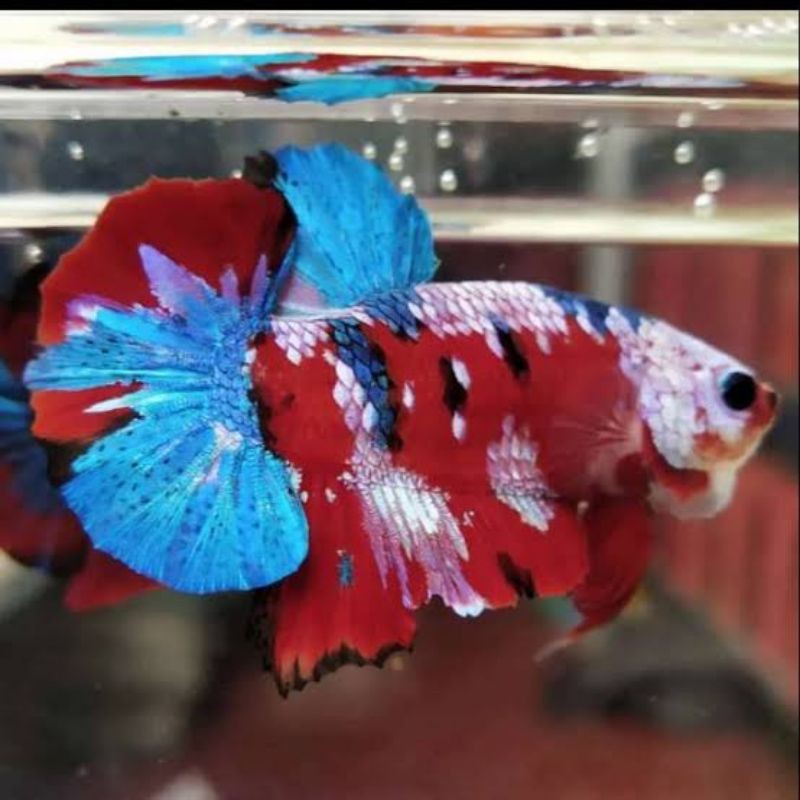 REAL PICK Cupang MULTI COLOUR TOP GRADE