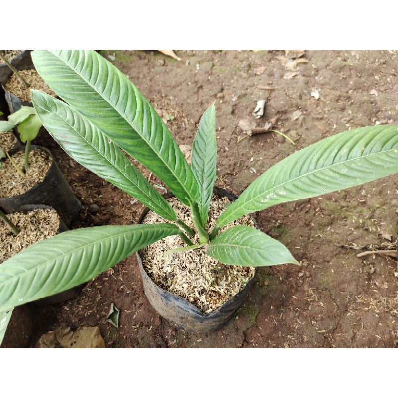 Tanaman Hias Philodendron linet/philo linet