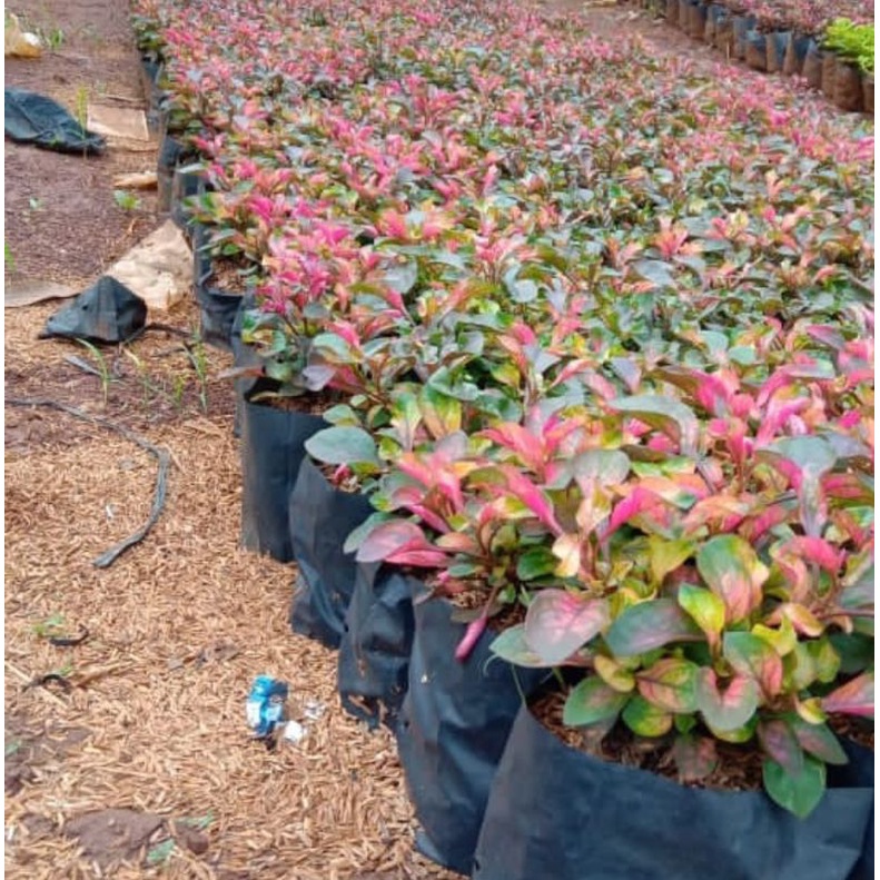 krokot merah krokot hijau