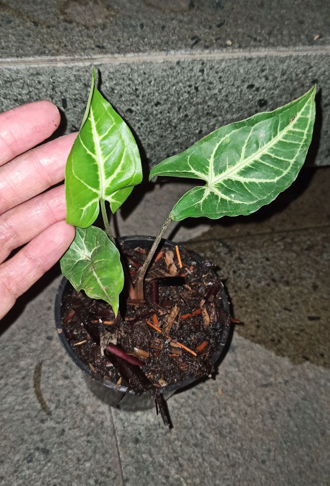 Tanaman Hias Singonim Batik Lokal Sp Tanaman Hias