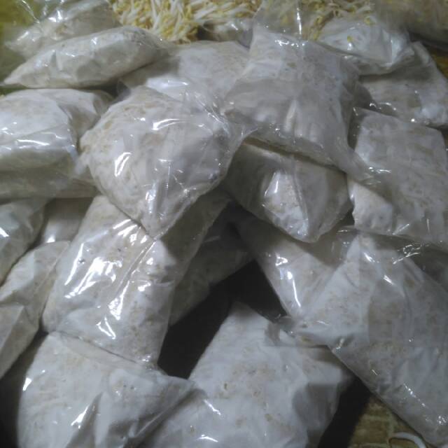 

Tempe gembus / pcs