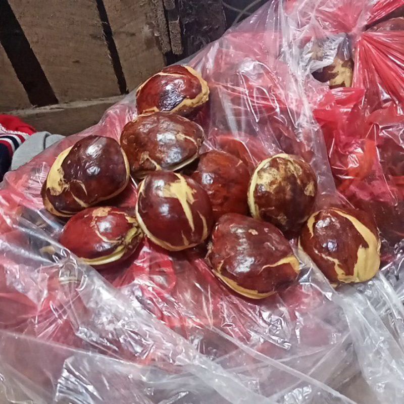 

jengkol_sultan_super_gede_super_murah