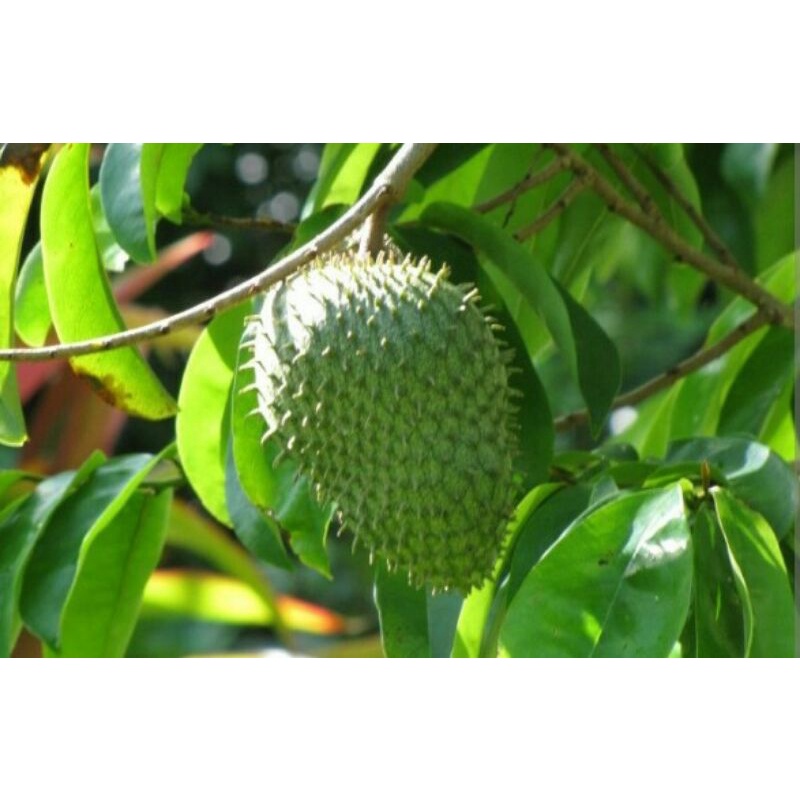 

Daun Sirsak Fresh 100 lembar