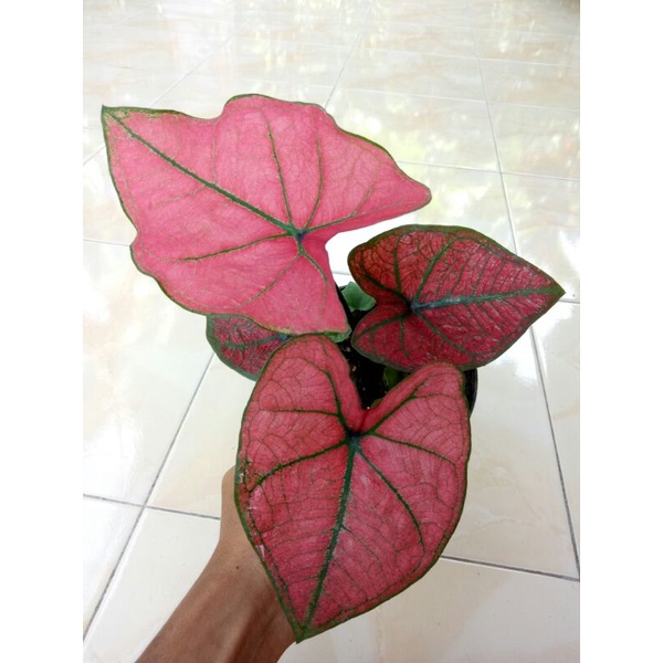 Caladium/Keladi Arini Menari/Festivia