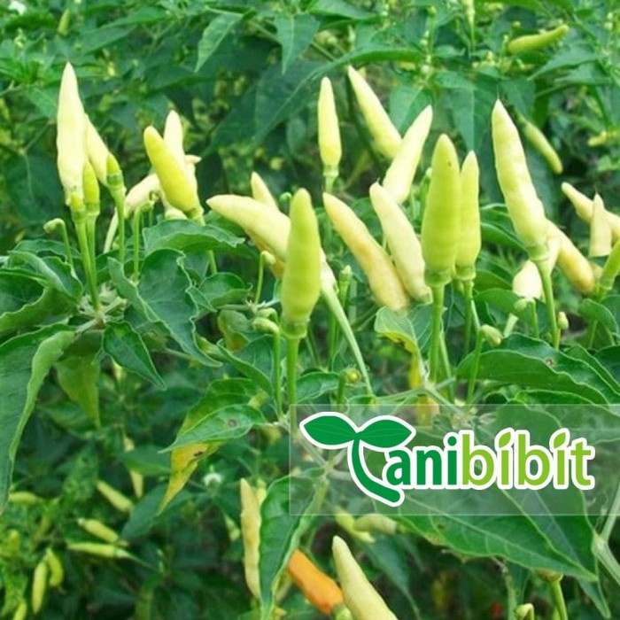 Obral Bibit Cabe Rawit Putih Pohon Buah Cabai Unik Terlaris