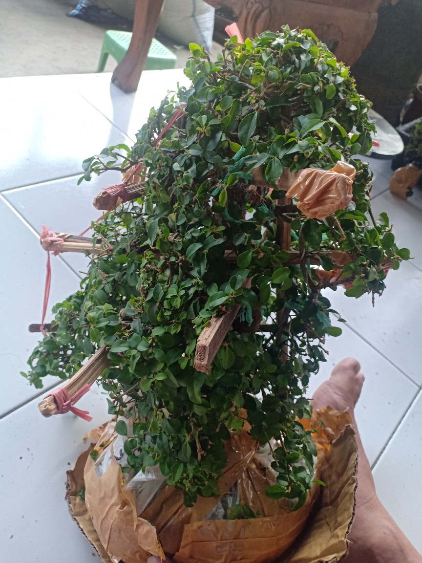 Bonsai Jadi Tinggal Pajang,gaya Natural,sudah Enak Dipandang