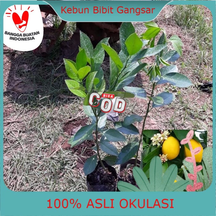 Bibit Lemon California