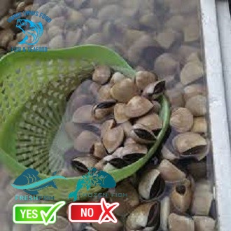 

Kerang Tahu Segar Berkualitas - 1 Kilogram