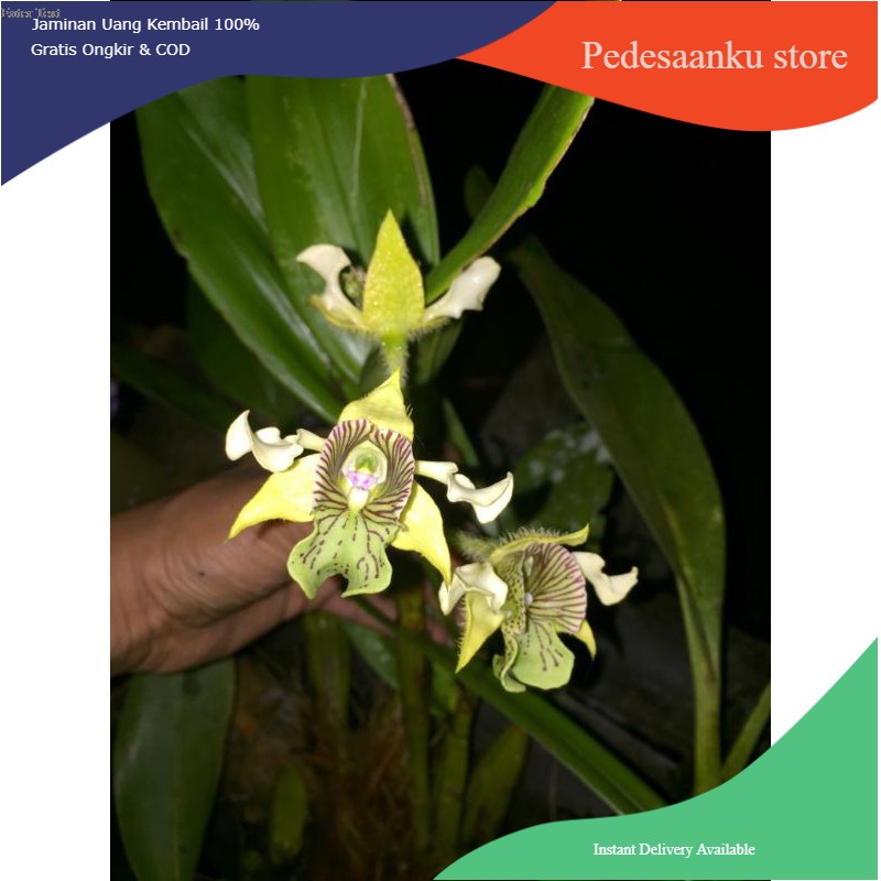 Bibit Anggrek spesies Dendrobium macrophyllum - anggrek jambrut katulistiwa asli jawa