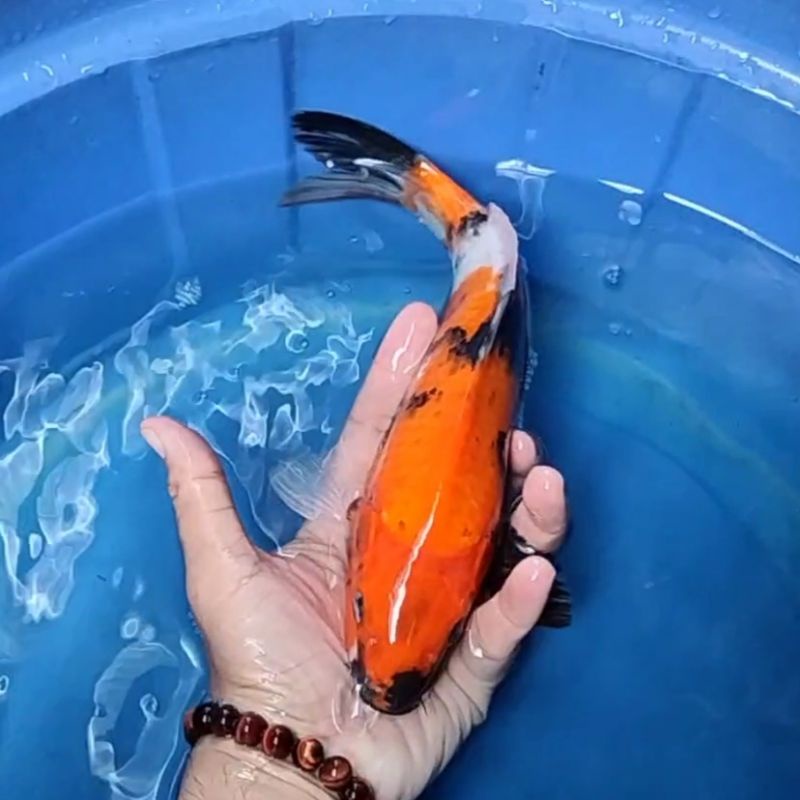 Ikan Koi F1 / Dari Indukan Import / Rumah Koi Jakarta / kode 0017
