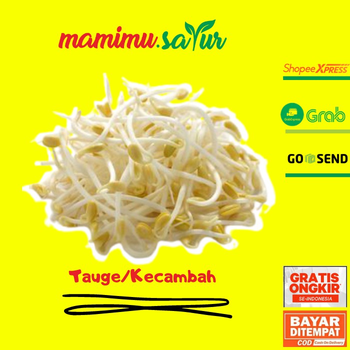 

TAUGE TOGE KECAMBAH SAYUR SAYURAN SEGAR FRESH TAUGE KECAMBAH TOGE