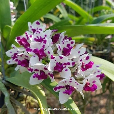 Anggrek Vanda Dewasa Siap Bunga