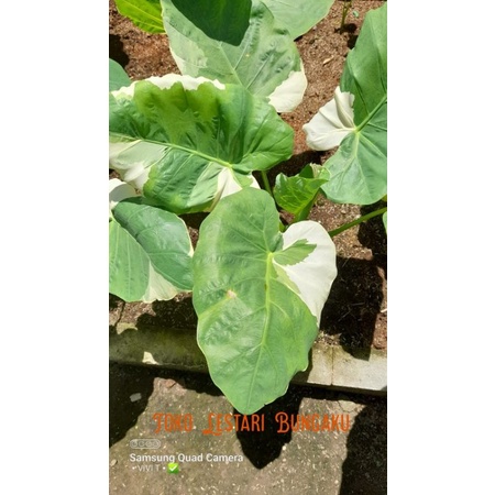 Colocasia Gigantea var thai series