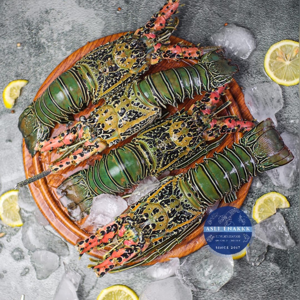 

LOBSTER isi 3 EKOR / LOBSTER FROZEN / LOBSTER FRESH / LOBSTER BEKU / LOBSTER LAUT
