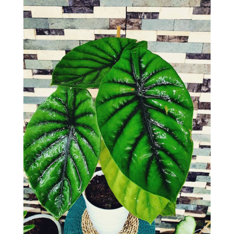 keladi tengkorak hijau