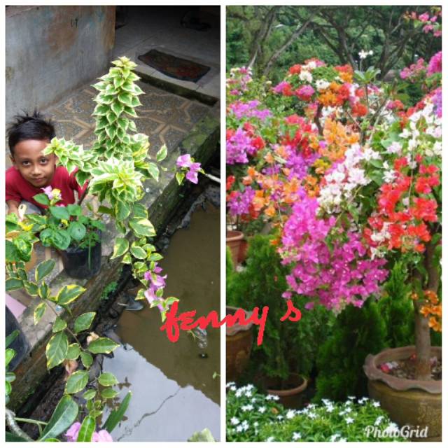 Bibit bunga bogenvil