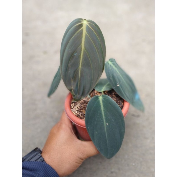 philodendron Gigas