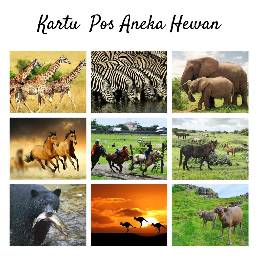 

MC- Kartu pos Aneka Hewan / Animal Postcard