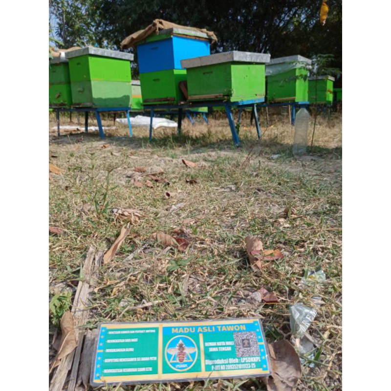 jual koloni lebah madu apis mellifera