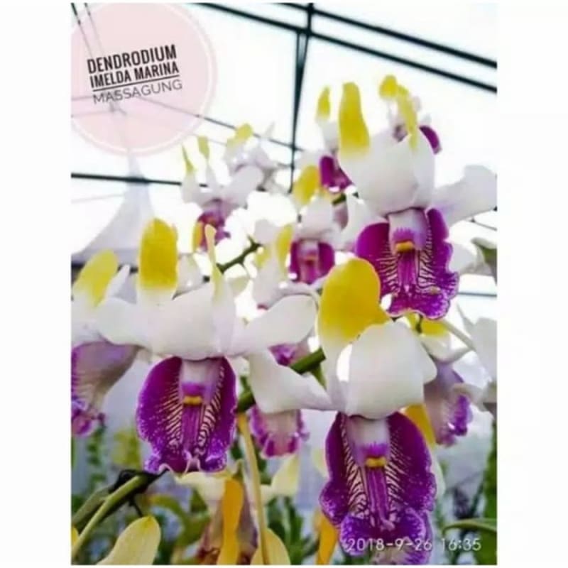 Seedling Anggrek Dendrobium Hybrid Imelda - Tanaman Hias Anggrek