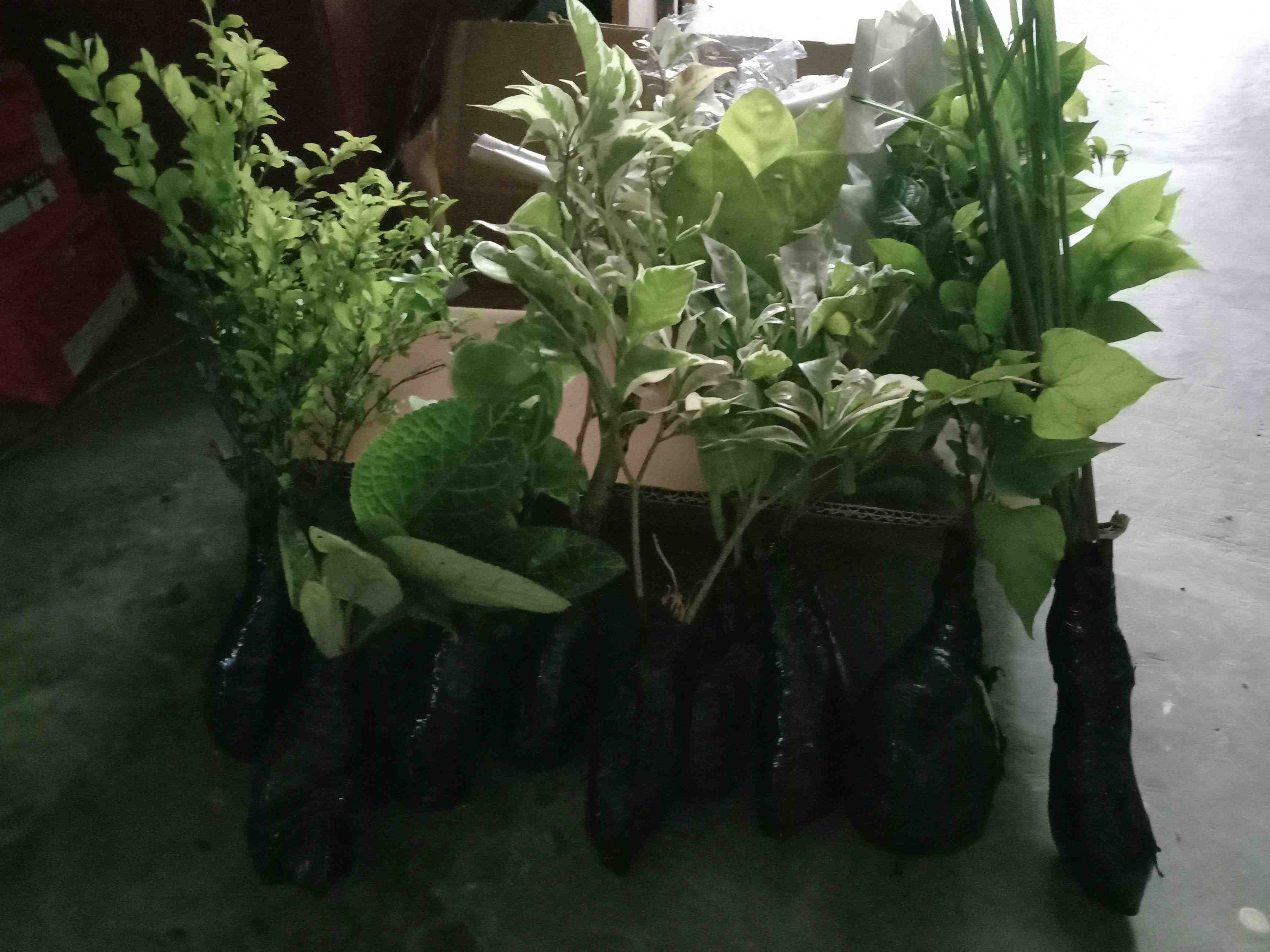 Tanaman Hias Melati Saberna