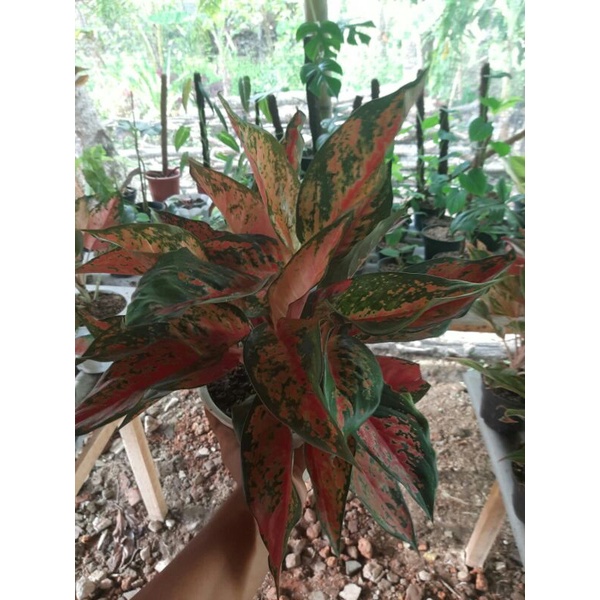 aglonema Kocin camelon termurahAGLONEMA KOCHIN CAMELON ( DEWASA )