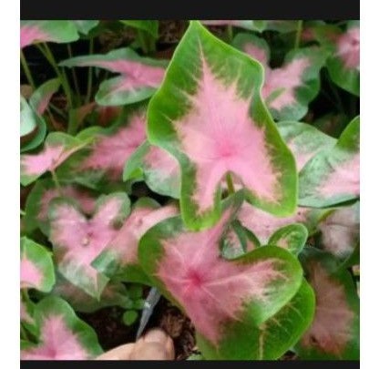 Tanaman hias keladi pink love/keladi love/keladi pink love/keladi cantik murah