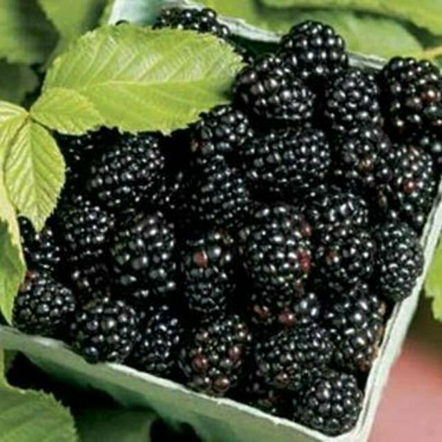 Blackberry-tanaman blackberry - bibit blackberry murah - buah berry hitam