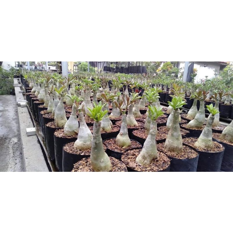 adenium bunga tumpuk size A & B 1