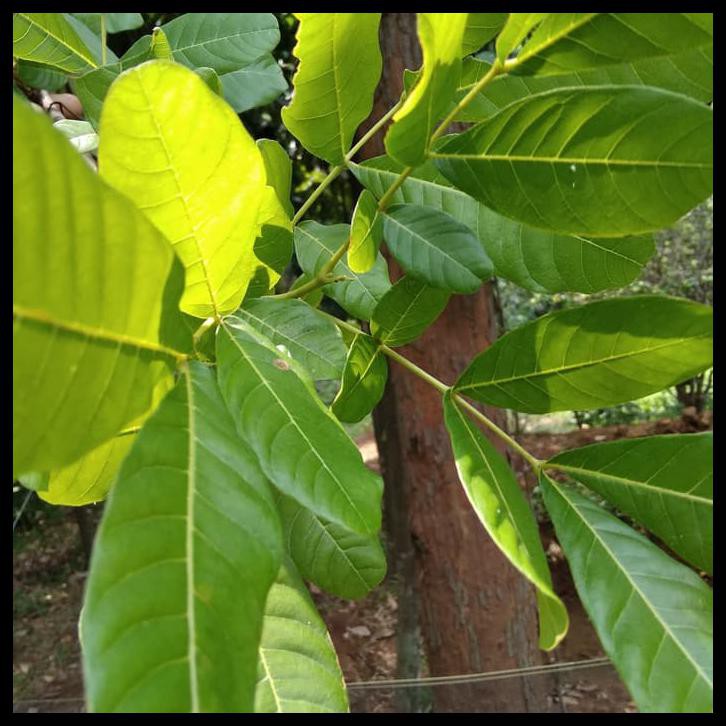 

Terbatas - Daun Kosambi 1 Kg