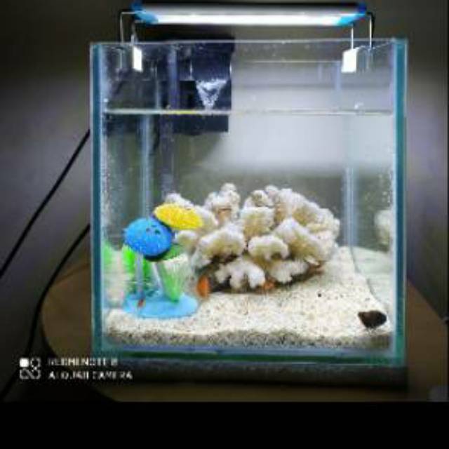 Aquarium mini fullset karang